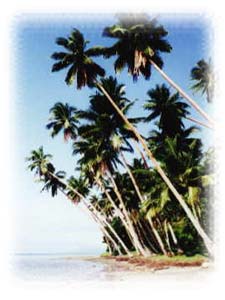 The Beach
